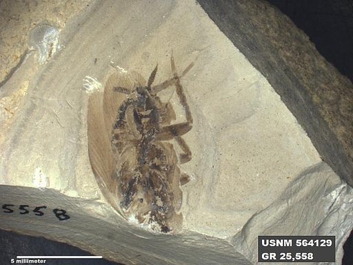Genus sp