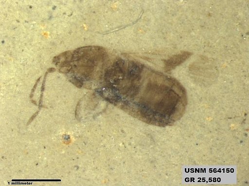 Genus sp