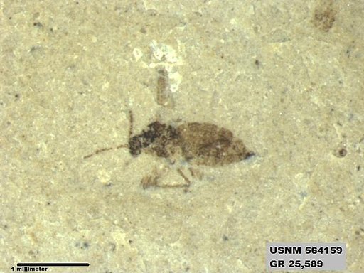 Insecta
