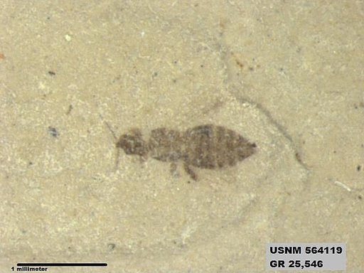 Insecta