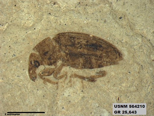 Insecta