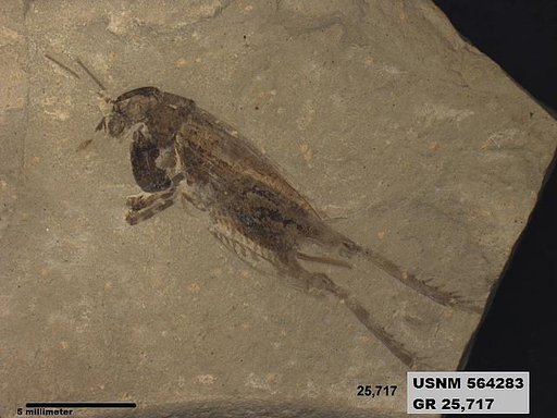 Pronemobius tertiarius