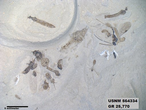 Genus sp