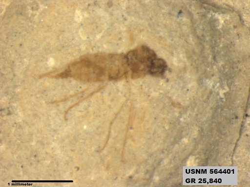 Insecta