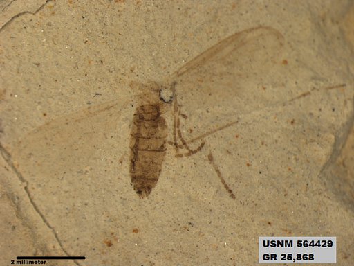 Genus sp