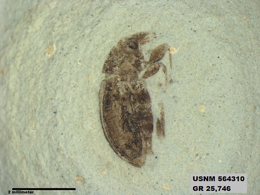Insecta
