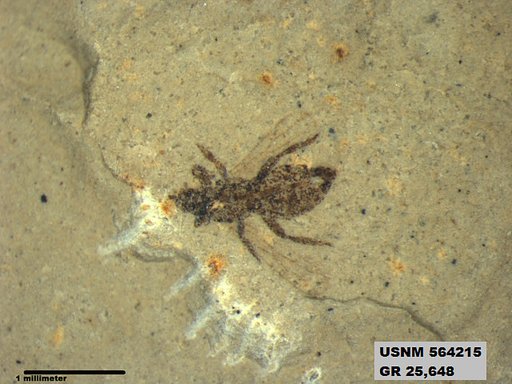 Insecta