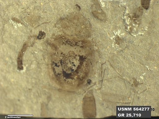 Genus sp