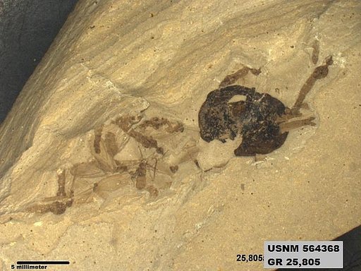 Genus sp