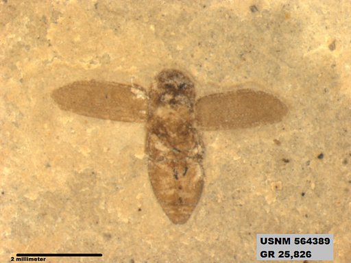 Insecta