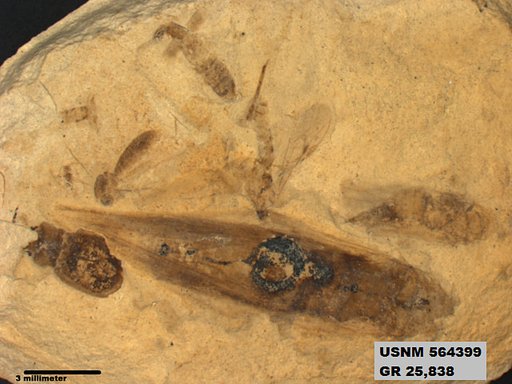 Genus sp