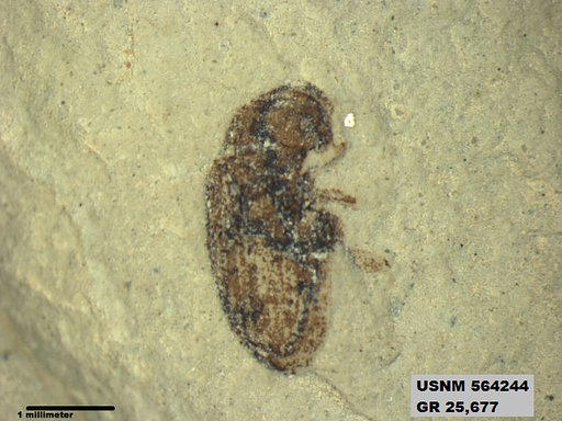 Insecta