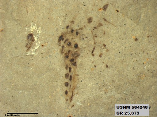 Genus sp