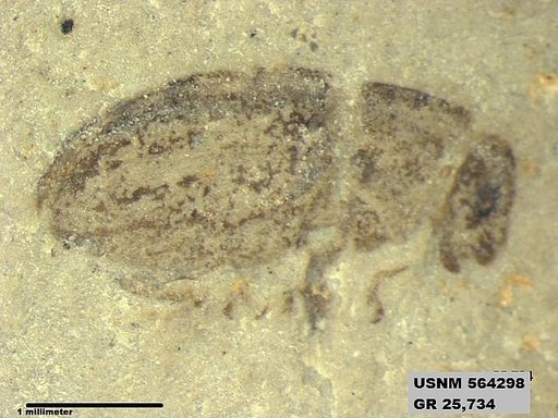 Insecta