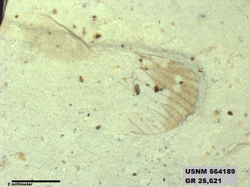 Insecta