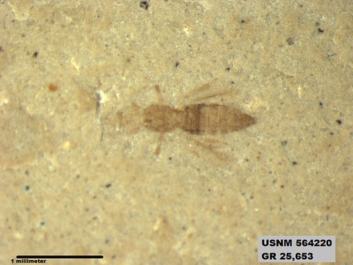 Genus sp