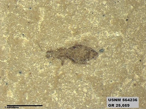 Insecta