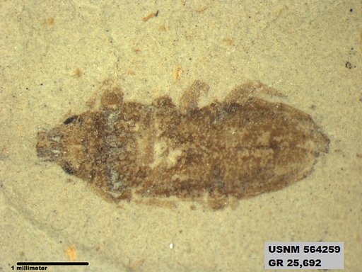 Insecta