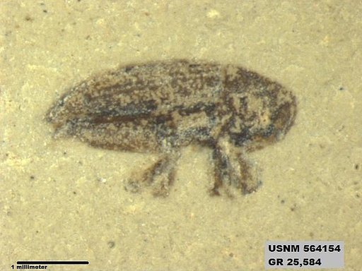 Insecta