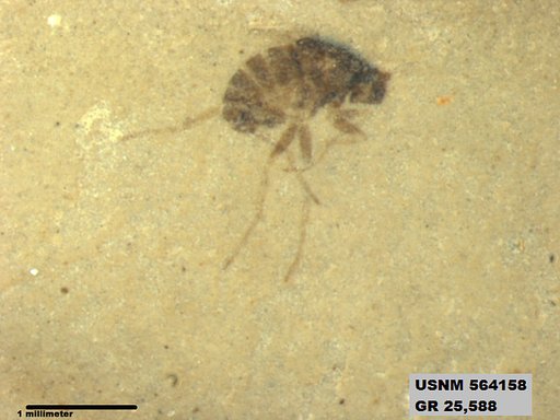 Genus sp