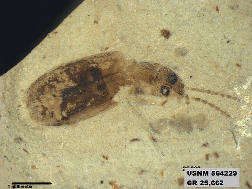 Insecta