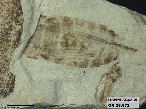 Genus sp