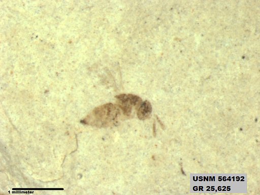Insecta