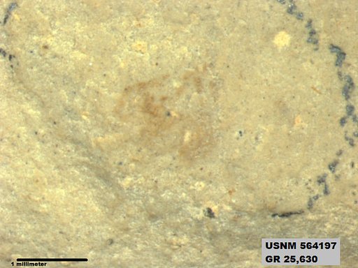 Genus sp