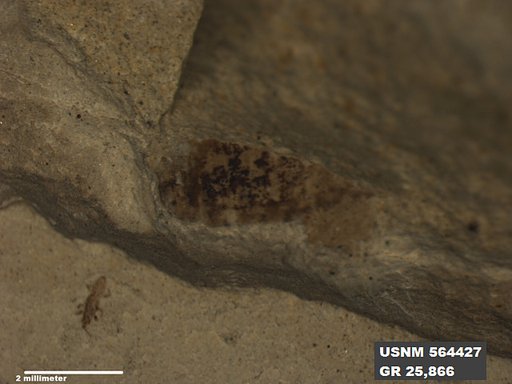 Insecta