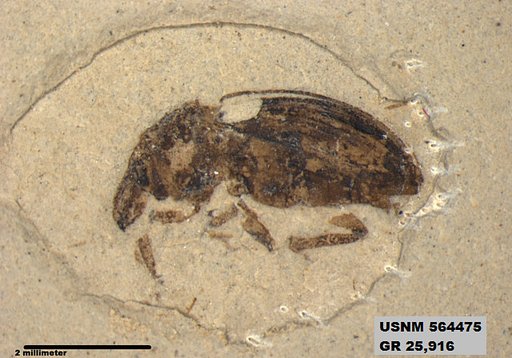 Insecta