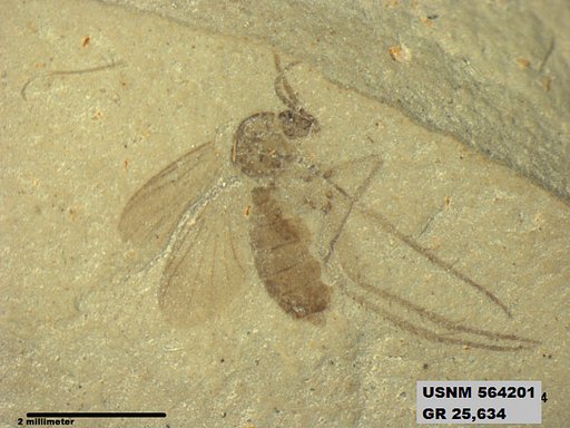 Genus sp
