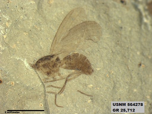 Genus sp