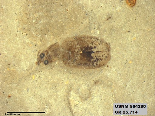 Insecta
