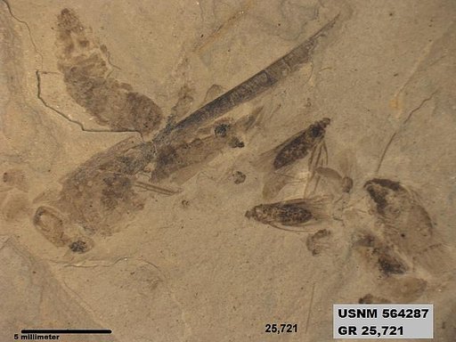 Genus sp