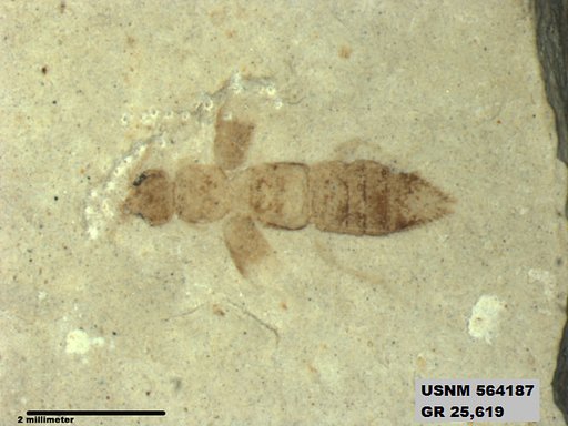 Genus sp