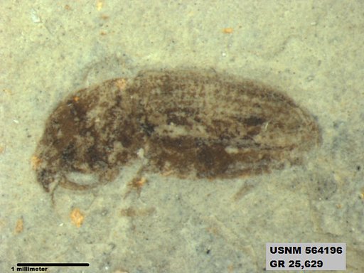 Insecta