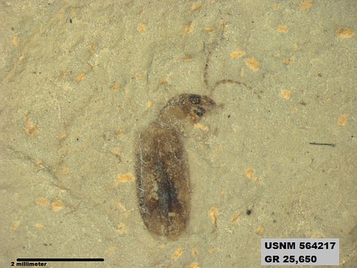 Genus sp