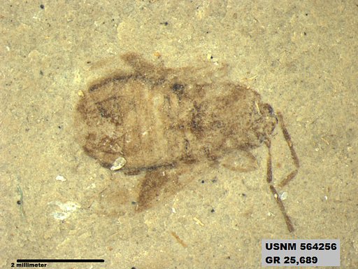 Genus sp