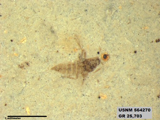 Pteromogoplistes smithii