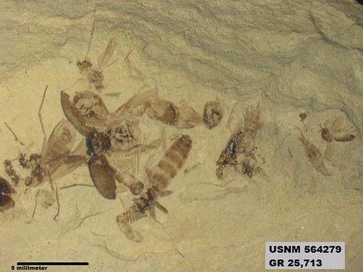 Genus sp
