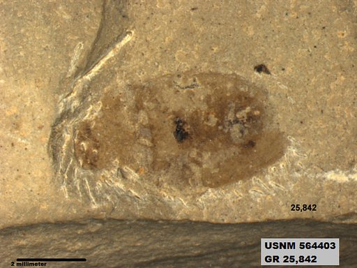 Genus sp