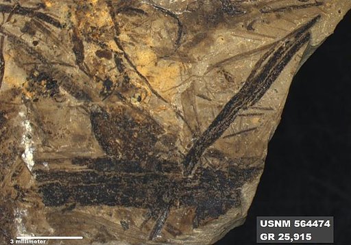 Genus sp