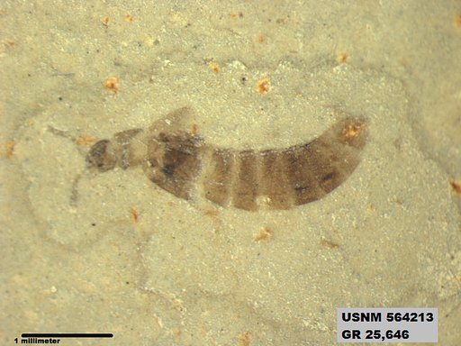 Genus sp