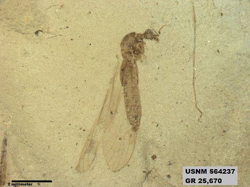 Genus sp
