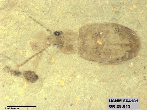 Insecta