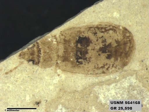Insecta