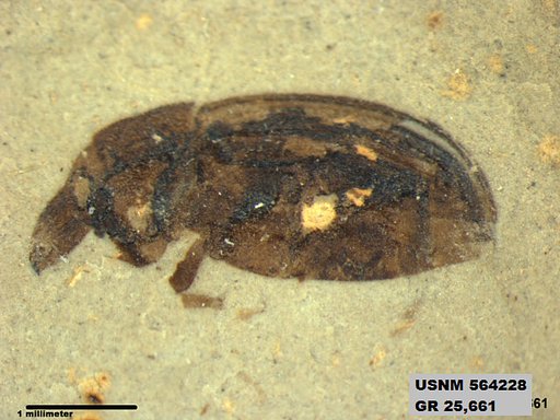 Insecta