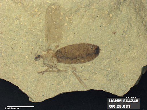 Genus sp