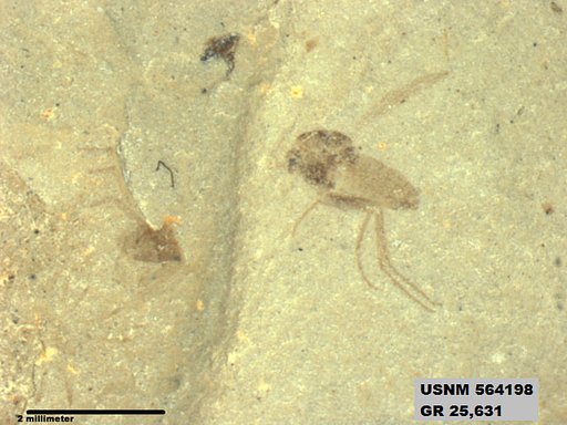 Genus sp