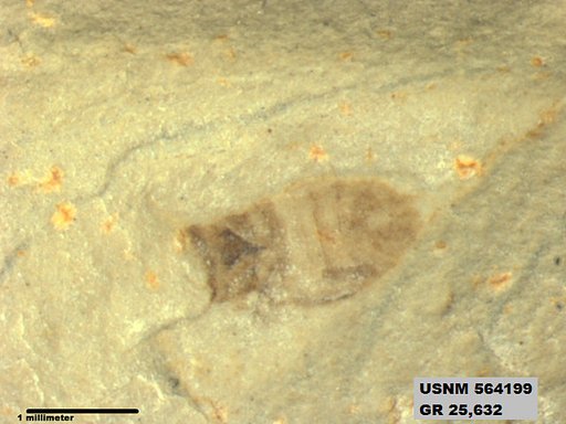 Insecta